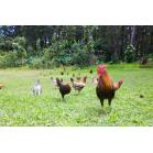 F3林地土禽（干）组合2023