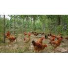 F3林地土禽（干）组合2023