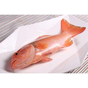 菲律宾原船条冻东星斑（300g）