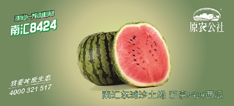 南汇8424西瓜提货券（4只装）的图片