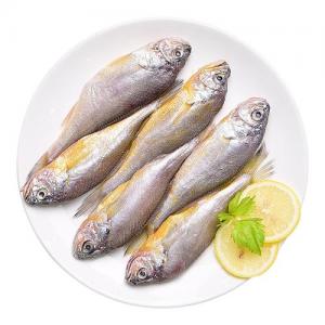 东海小黄鱼