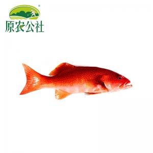 菲律宾原船条冻东星斑（300g）
