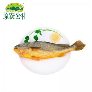 东极岛大黄鱼