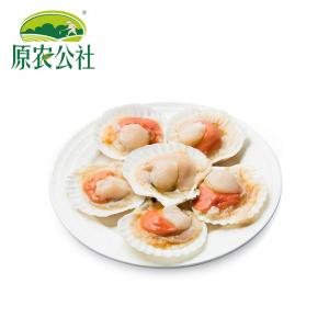 鲜活速冻半壳扇贝500g
